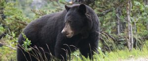 black bear in the woods