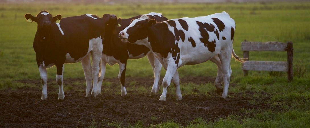 dairy cows on a farm