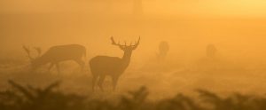 deers standing in an orange misty haze