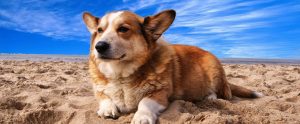 a dog lying down on a sandy beach