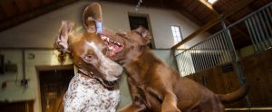 two dogs fighting each other