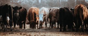 cows in a field