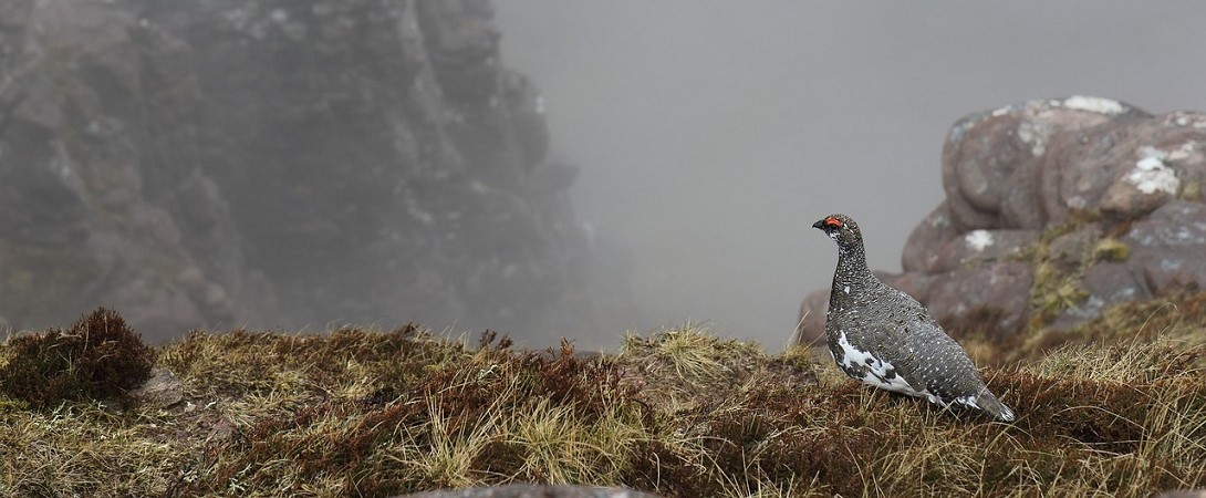 a bird near a misty cliff