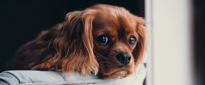 a brown puppy leaning over a sofa