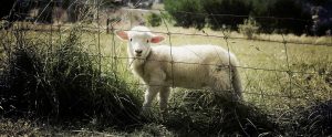 a lamb behind a metal fence in an open field