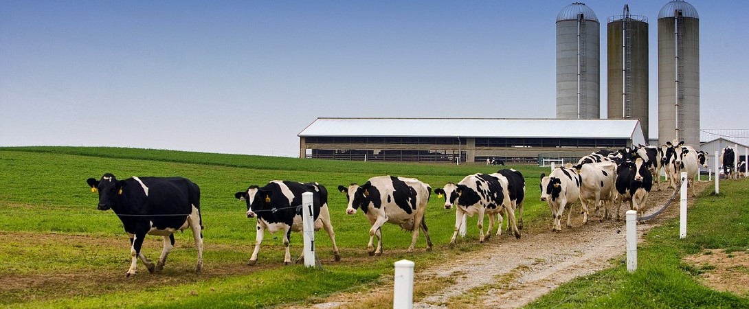 Ohio dairy cows walking away from a factory farm onto a field