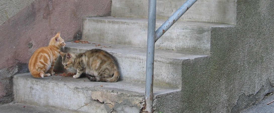 two cats on stone steps