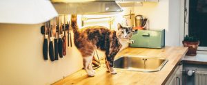a cat walking on a kitchen worktop