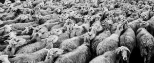 black and white image of a flock of sheep