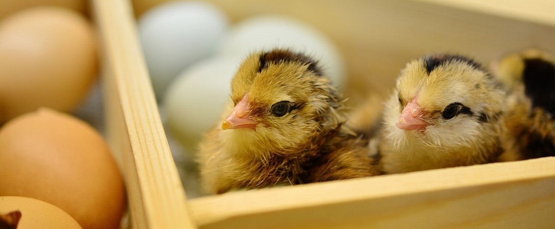 two chicks in a crate
