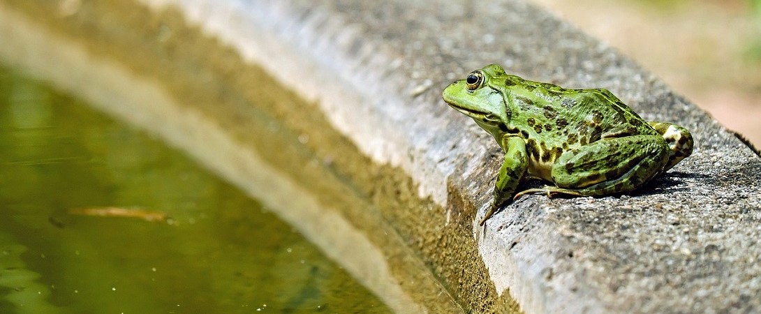 a green frog near some green water