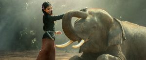 a girl petting an elephant