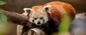 a red racoon on a tree branch