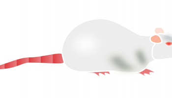 cartoon image of an albino mouse