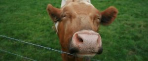 a cow propping its head over a metal fence
