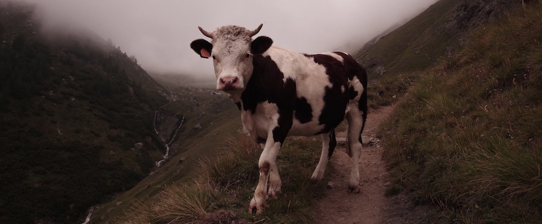 a single cow in a misty field