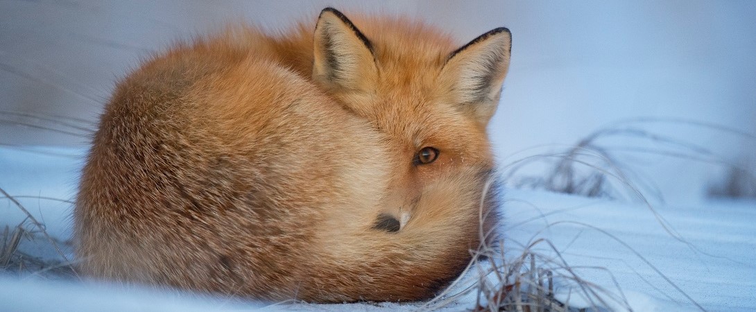 a red fox snuggling in the winter snow