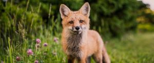 a fox in nature