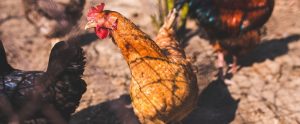 chickens in the countryside