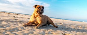 a bulldog on a sandy beach