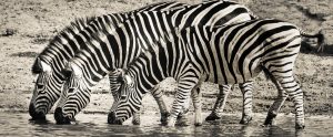 three zebras drinking water in a river