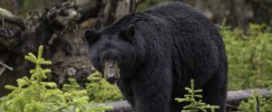 black bear in the woods