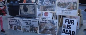 animal rights protest against fur