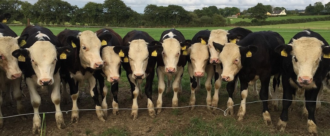 cows on a field