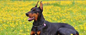 a Dobermann in a field of yellow flowers