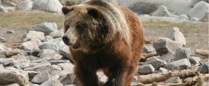 grizzly bear near rocks