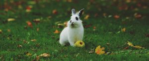 a rabbit eating an apple outside