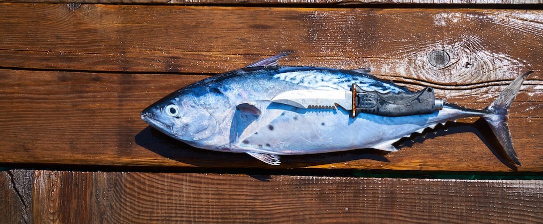 a dead fish with a knife lying on top of it