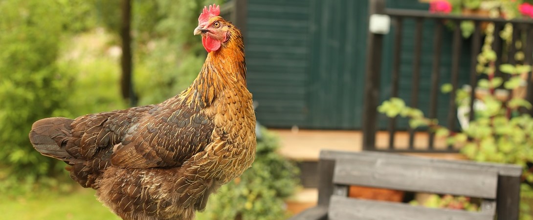 a hen outdoors in front of a house