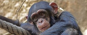 a chimpanzee sitting near some rope