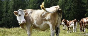 a cow waving its tail