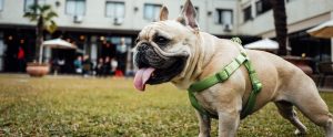 a French Bulldog with its tongue out