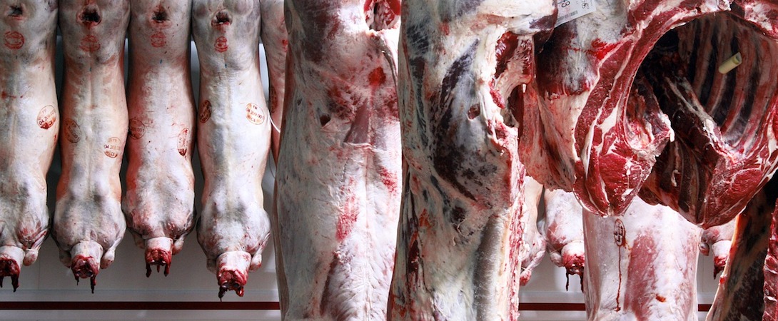slaughtered pigs hung in abattoir
