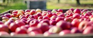 large quantity of red apples