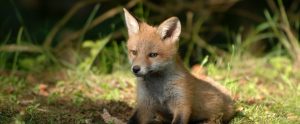a fox in nature