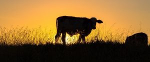 a darkened cow in front of a sunset