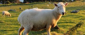 sheep in a grass field