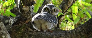 spotted owlet in a tree