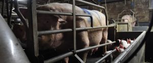 sow in a gestation crate with her piglets