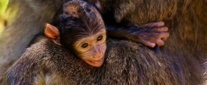 baby ape hugging his mother