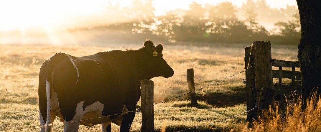 cow near a fence on a sunny field