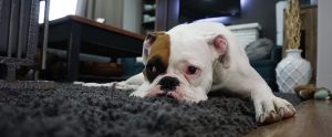 a boxer lying on a carpet on the floor