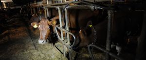 brown cows chained up in a factory farm