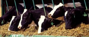 dairy cows in a confined feeding operation