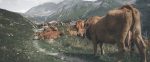a herd of cows in a mountain range