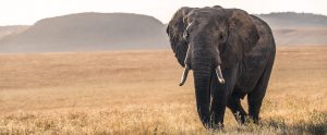 an elephant walking alone in the safari